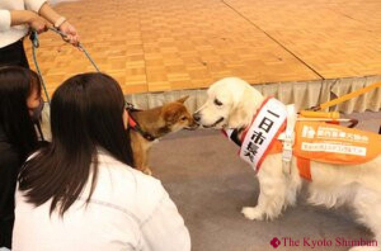 Köpek belediye başkanından meslektaşlarını kaçıran robota kadar... Kasım ayının tuhaflıkları - 2. Resim