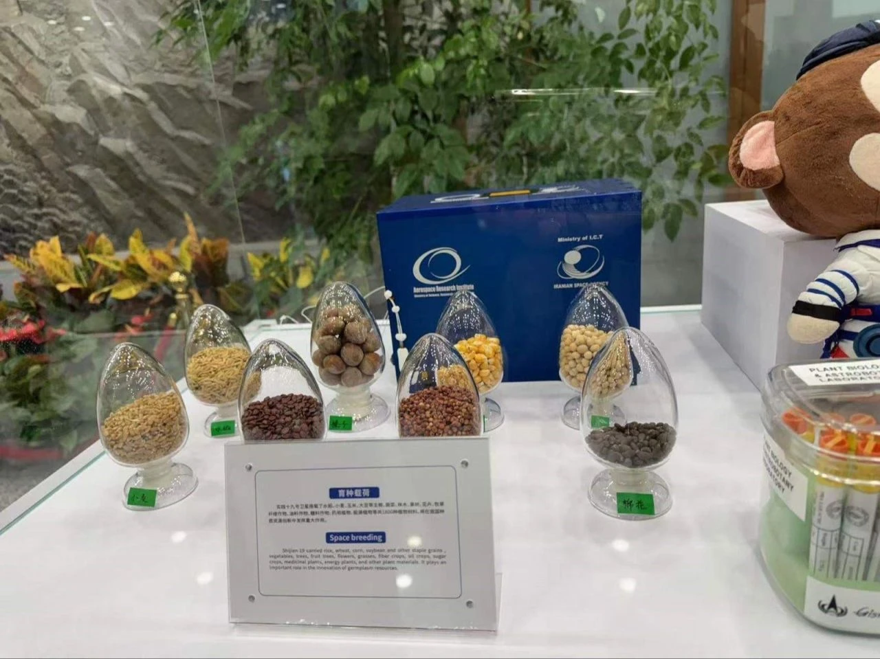 Türkiye uzaya nohut gönderdi! Hayır, astronotlar pilav yapsın diye değil - 3. Resim