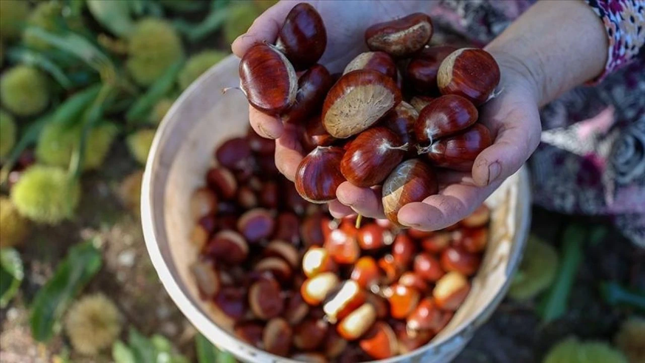 Kışın vazgeçilmesi cep yakıyor! Kestane fiyatları altınla yarışıyor - 1. Resim