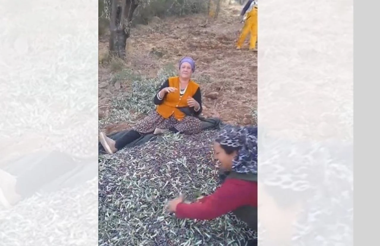 Gonca Vuslateri’nin repliği herkesi sardı! Zeytin hasadı yapan kadınlar böyle eğlendi