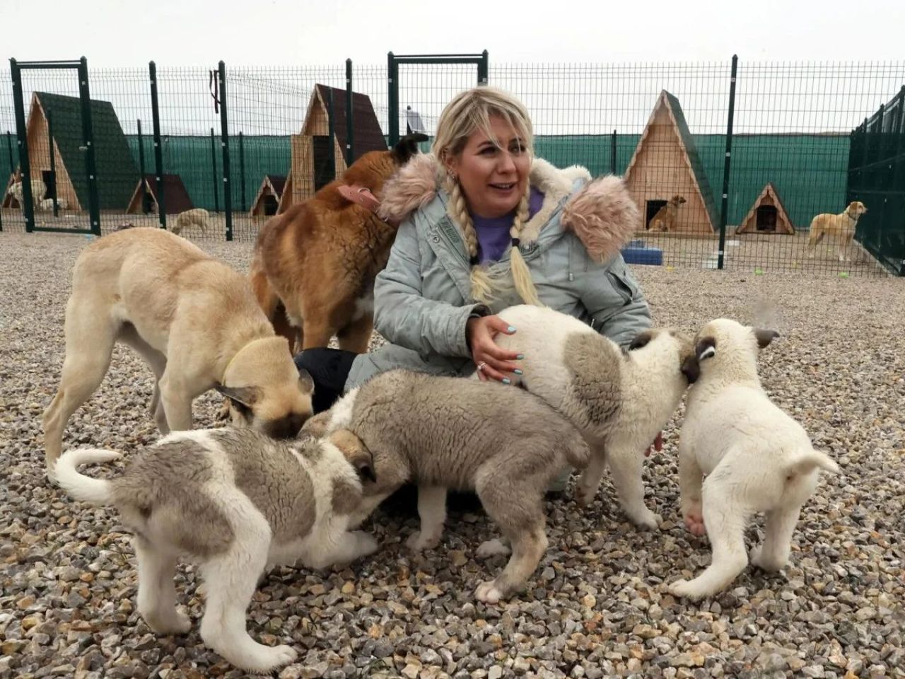 Ankara'da 20 milyon liralık başıboş köpek vurgunu: Dernek başkanı tutuklandı - 3. Resim