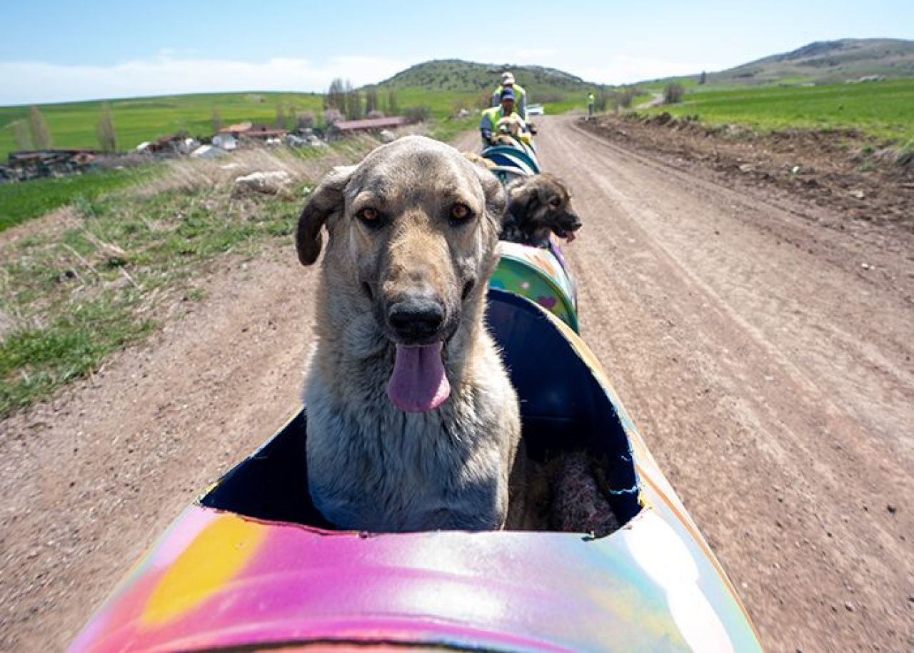 Ankara'da 20 milyon liralık başıboş köpek vurgunu: Dernek başkanı tutuklandı - 2. Resim