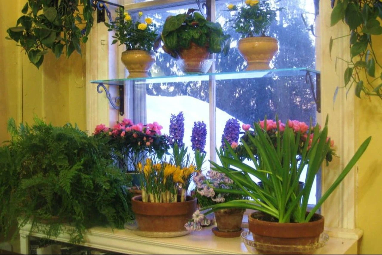 Evde çiçek bakımı nasıl yapılır, bir çiçeğe nasıl bakılır?