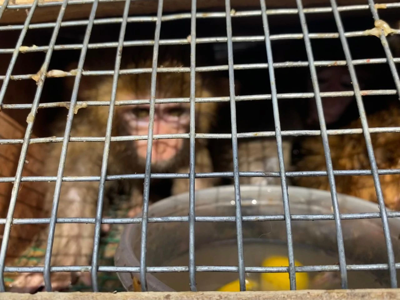 Sınır kapısında Türkiye'ye sokulmak istenen 3 maymuna el konuldu - 1. Resim