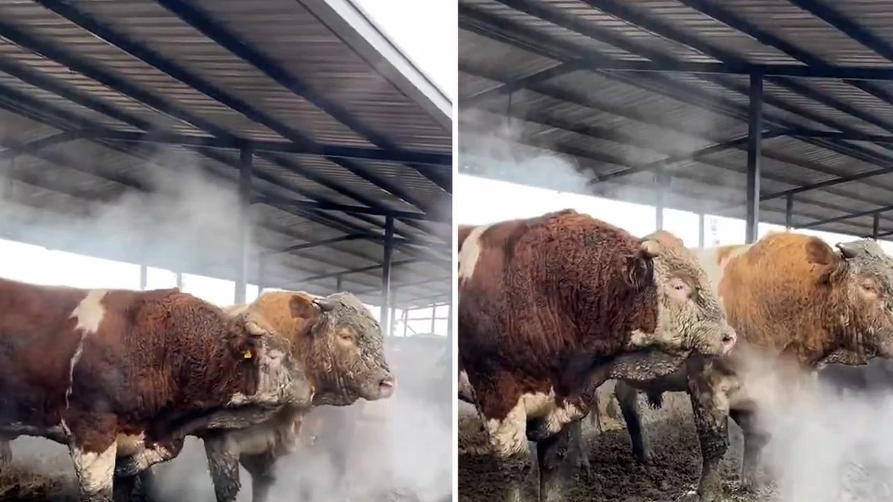 Türkiye'nin en soğuk ikinci bölgesinde kaydedilen görüntüler şoke etti - 2. Resim