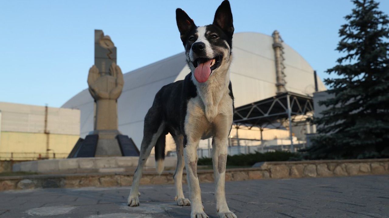 'Ninja kaplumbağalar' gerçek oldu! Çernobil köpeklerinin genetik sırrı ortaya çıktı - 3. Resim