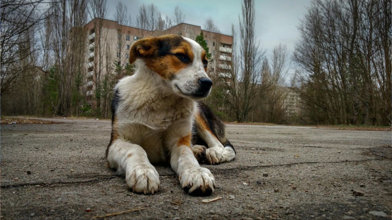 'Ninja kaplumbağalar' gerçek oldu! Çernobil köpeklerinin genetik sırrı ortaya çıktı - 2. Resim