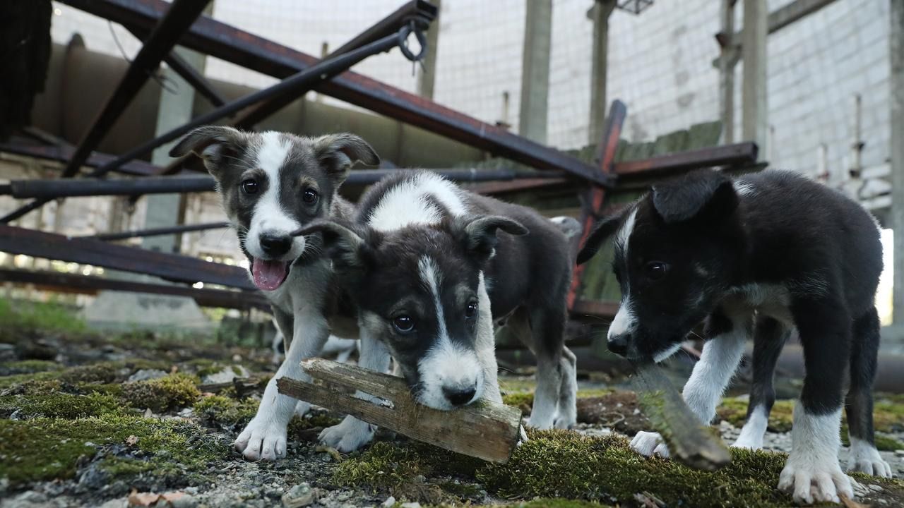 'Ninja kaplumbağalar' gerçek oldu! Çernobil köpeklerinin genetik sırrı ortaya çıktı - 1. Resim