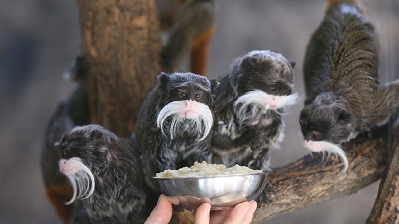 Bu maymunları görenler şaşkınlığını gizleyemiyor! Bebek mamasıyla besliyorlar