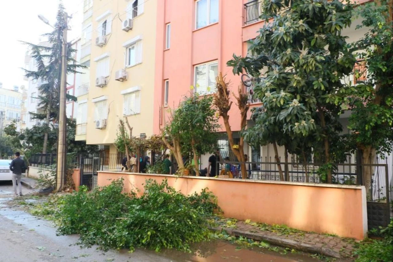 Ağacı budamak istedi, olan mahalleliye oldu! İşgüzarlığı başını yaktı - 2. Resim