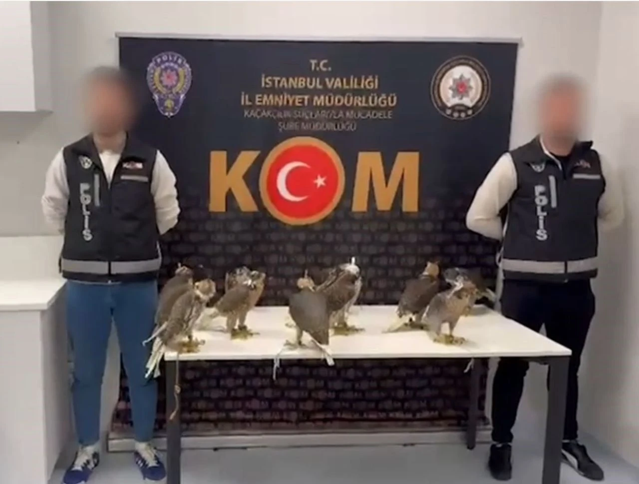 Arap şeyhleri tanesine 100 bin dolar veriyor! Gökdoğan kuşlarını kaçırırken havalimanında yakalandı