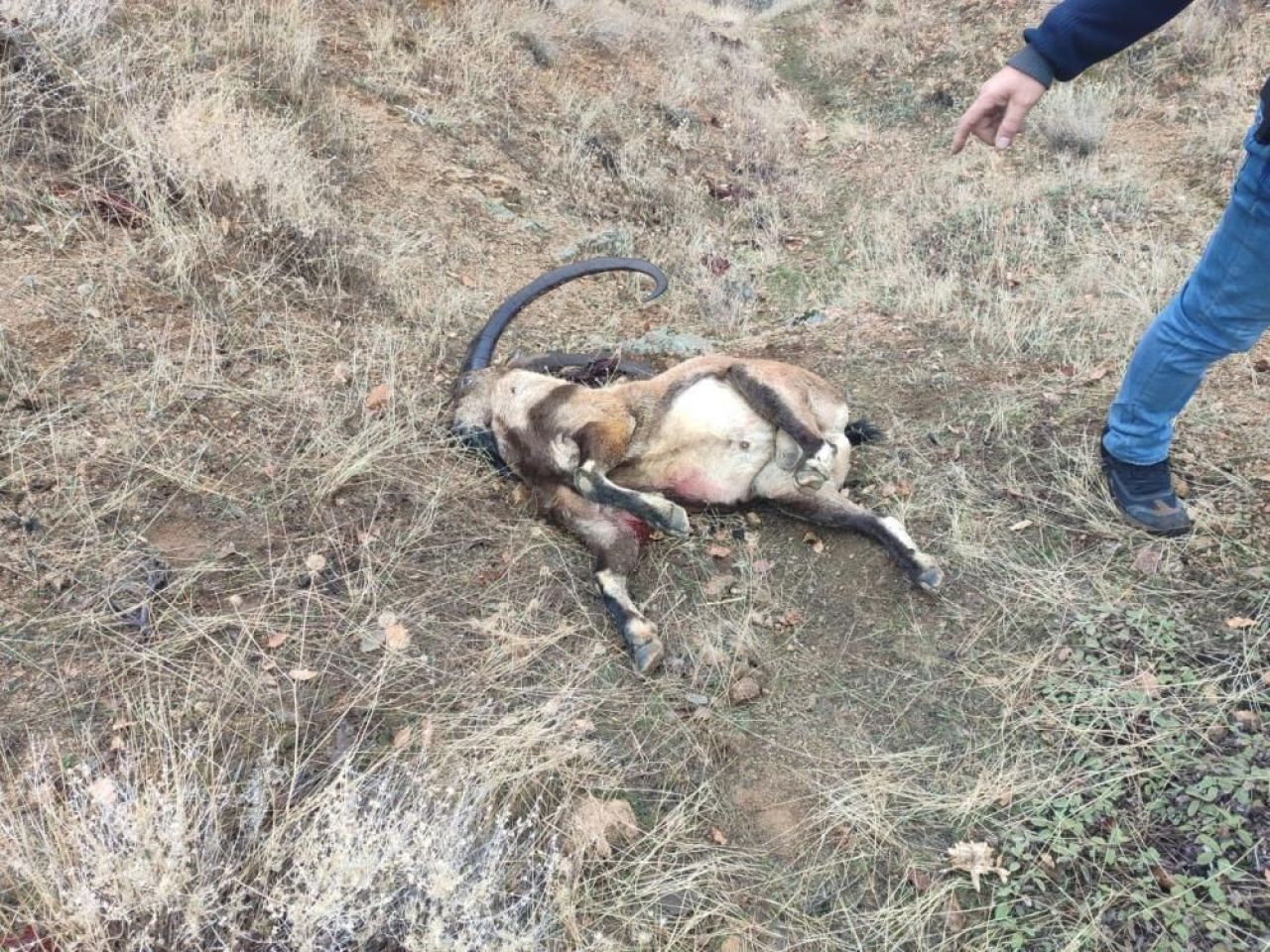 Tunceli'de hareketli saatler! İYİ Partili milletvekili Ünal Karaman kaçtı jandarma yakaladı - 1. Resim