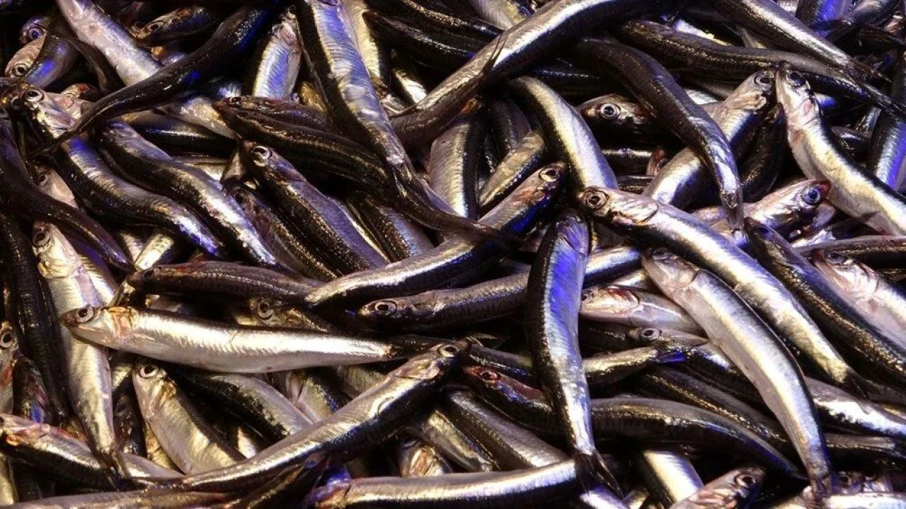 Yüz güldürüyordu ama fiyatı arttı! Kar suyu denize indi, fırtına çıktı - 1. Resim