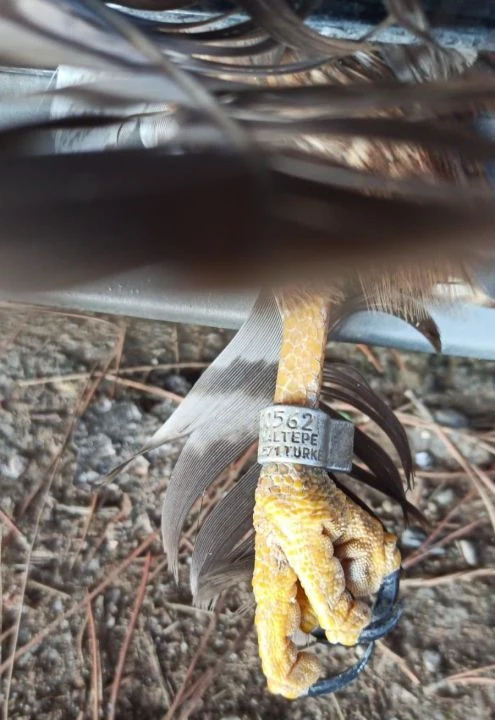 Otomobili gören kediler peşinden koştu! Durumdan şüphelenen sürücü inceleme yapınca hayatının şokunu yaşadı