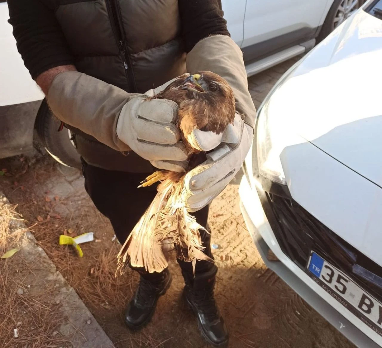 Otomobili gören kediler peşinden koştu! Durumdan şüphelenen sürücü inceleme yapınca hayatının şokunu yaşadı