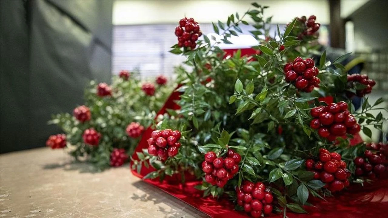 Yeni yılın simgesi kokina fiyatıyla dudak uçuklattı! Rakamı duyanların ağzı açık kaldı