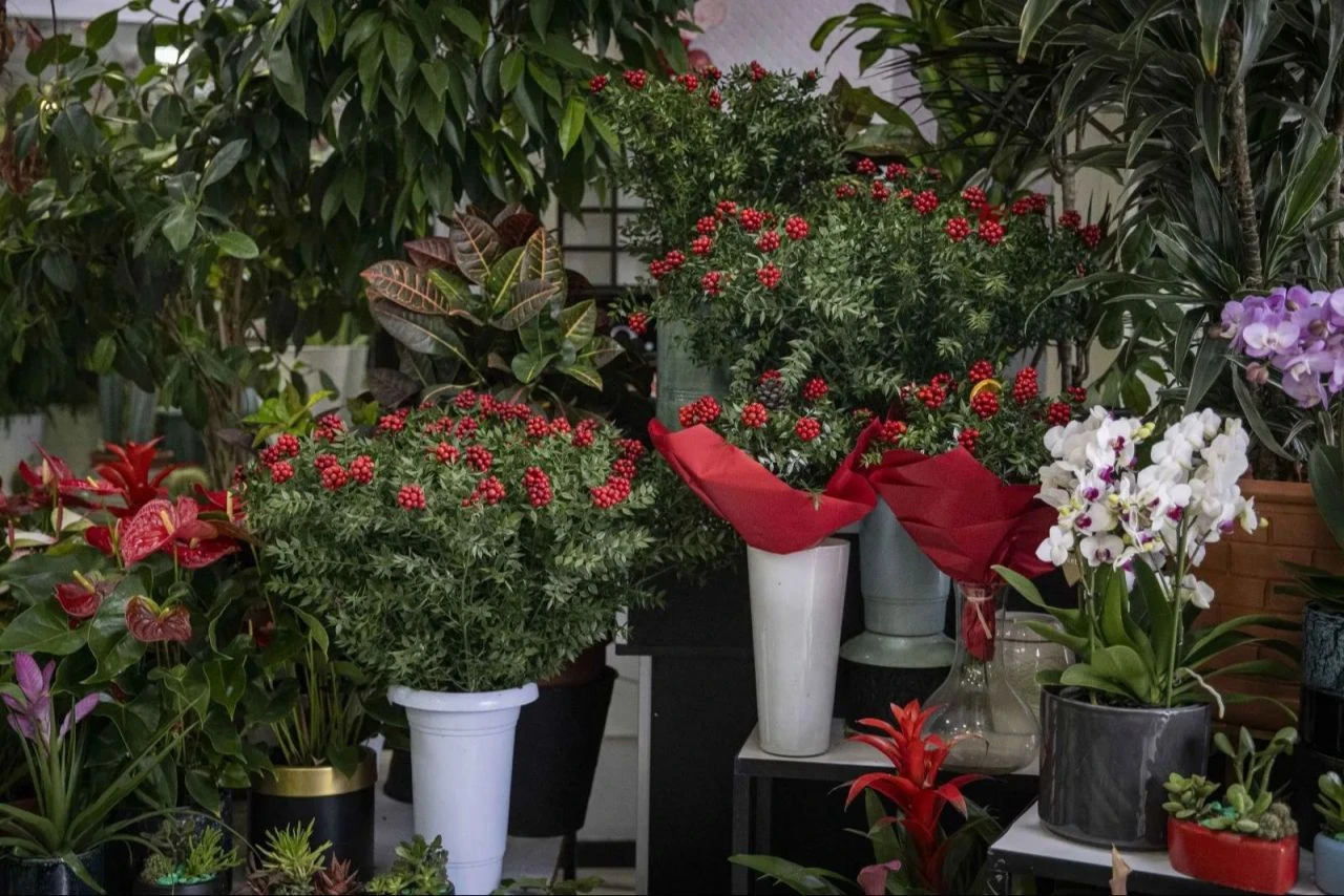 Yeni yılın simgesi kokina fiyatıyla dudak uçuklattı! Rakamı duyanların ağzı açık kaldı