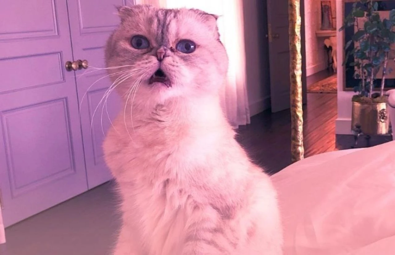 Taylor Swift'in kedisi Tom Holland'tan bile zengin! Serveti dudak uçuklattı - 3. Resim