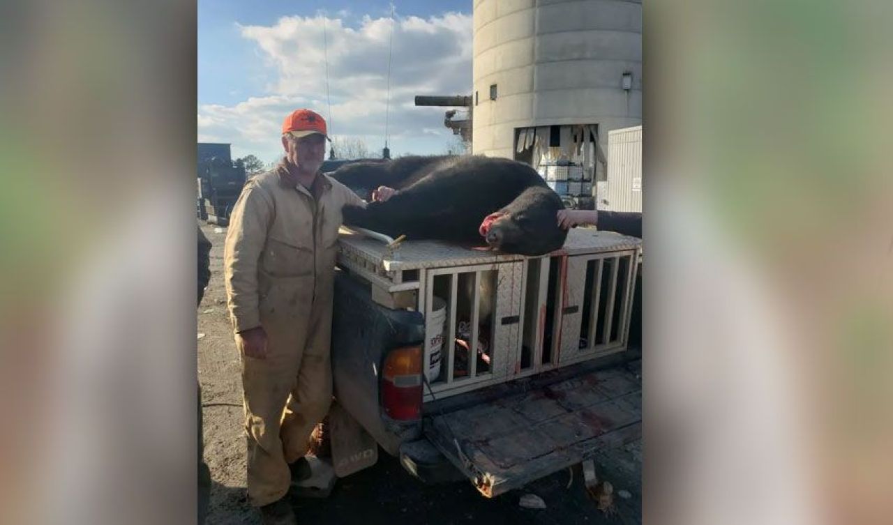 Üzerine 3 metre yükseklikten ayı düştü, hayatını kaybetti - 1. Resim