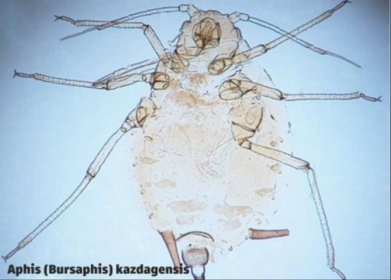 Çanakkale’de heyecanlandıran keşif: Papaveraceae!