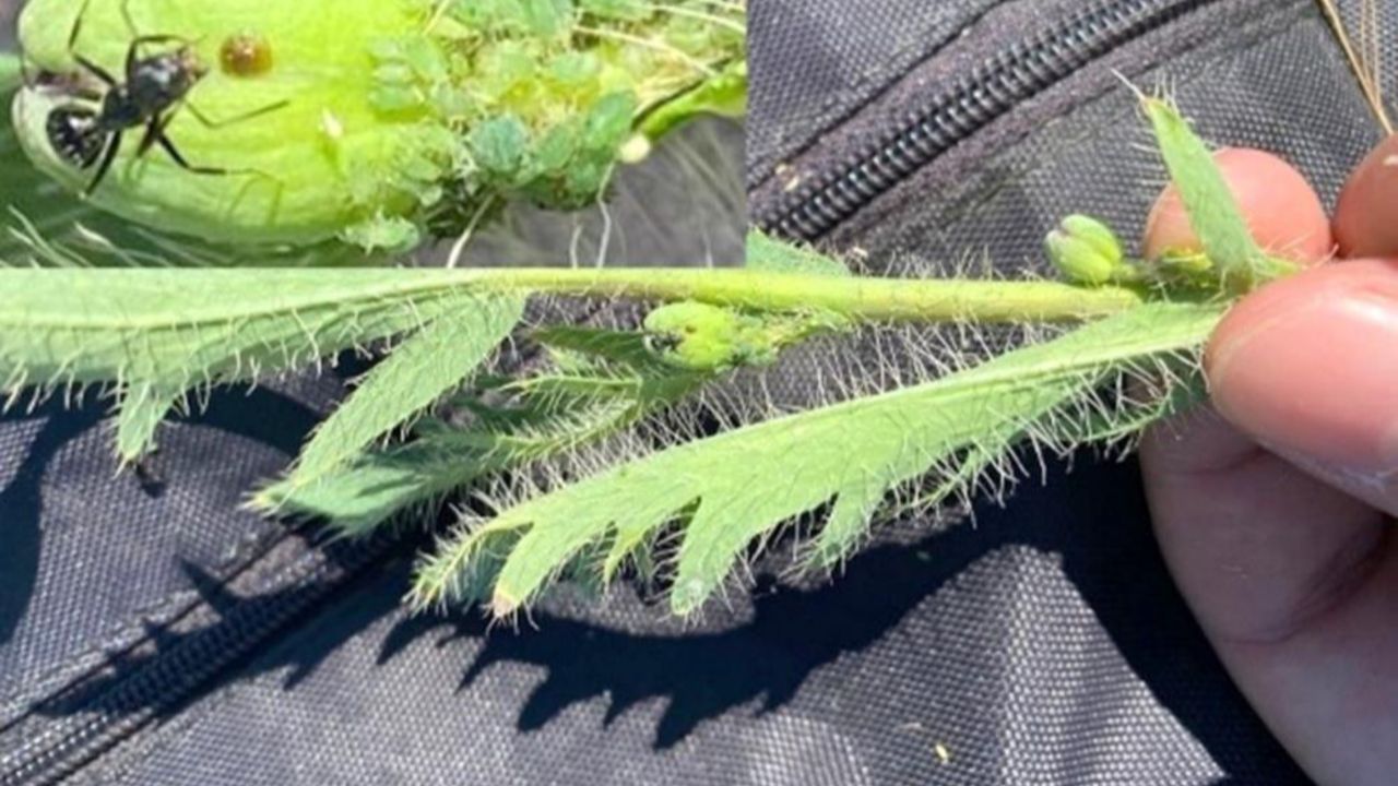 Çanakkale’de heyecanlandıran keşif: Papaveraceae!