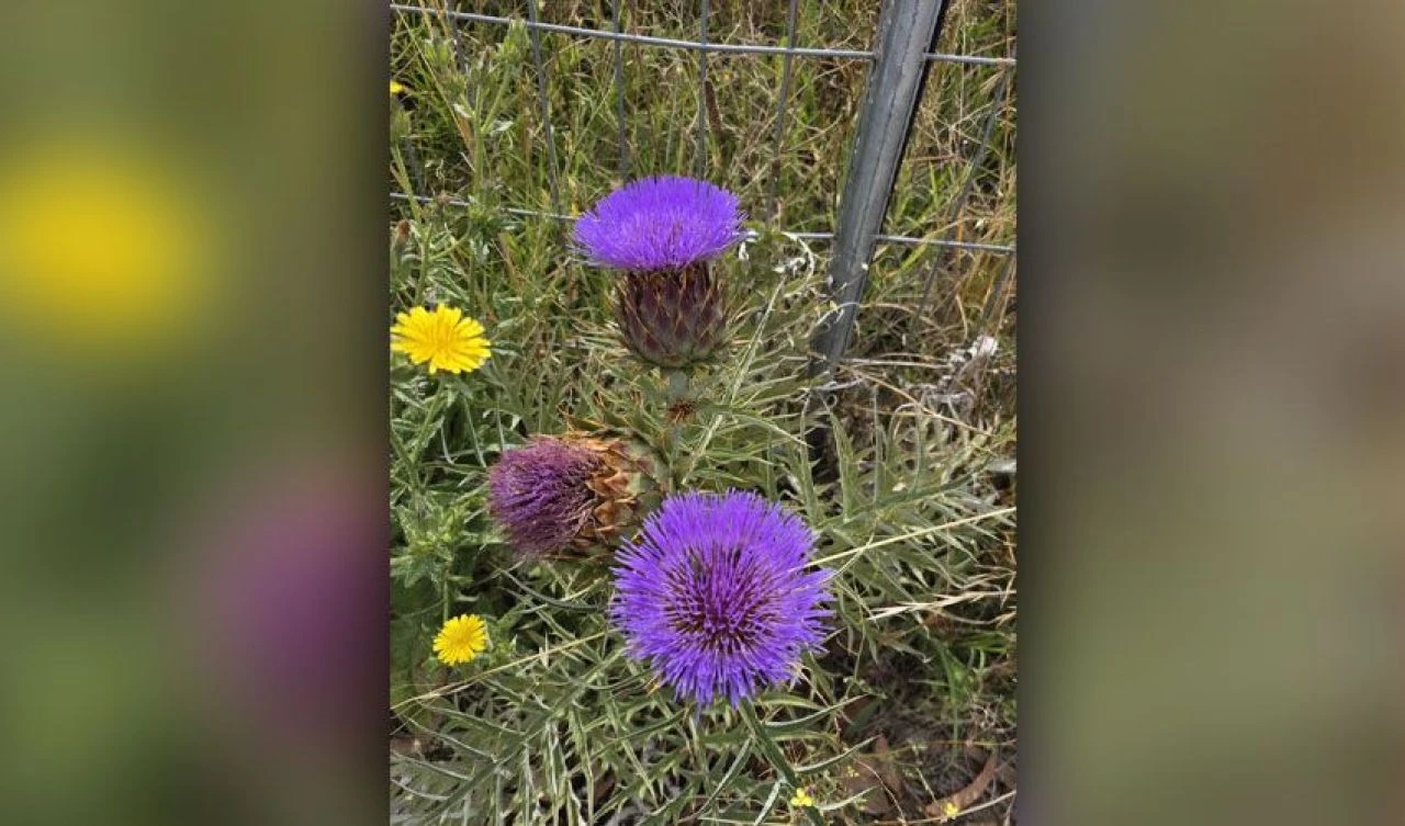 Dokunanı yakan istilacı bitki ülkenin sorunu haline geldi! Uzmanlardan uyarı geldi