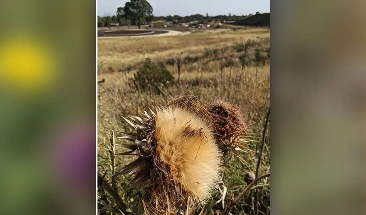 Dokunanı yakan istilacı bitki ülkenin sorunu haline geldi! Uzmanlardan uyarı geldi