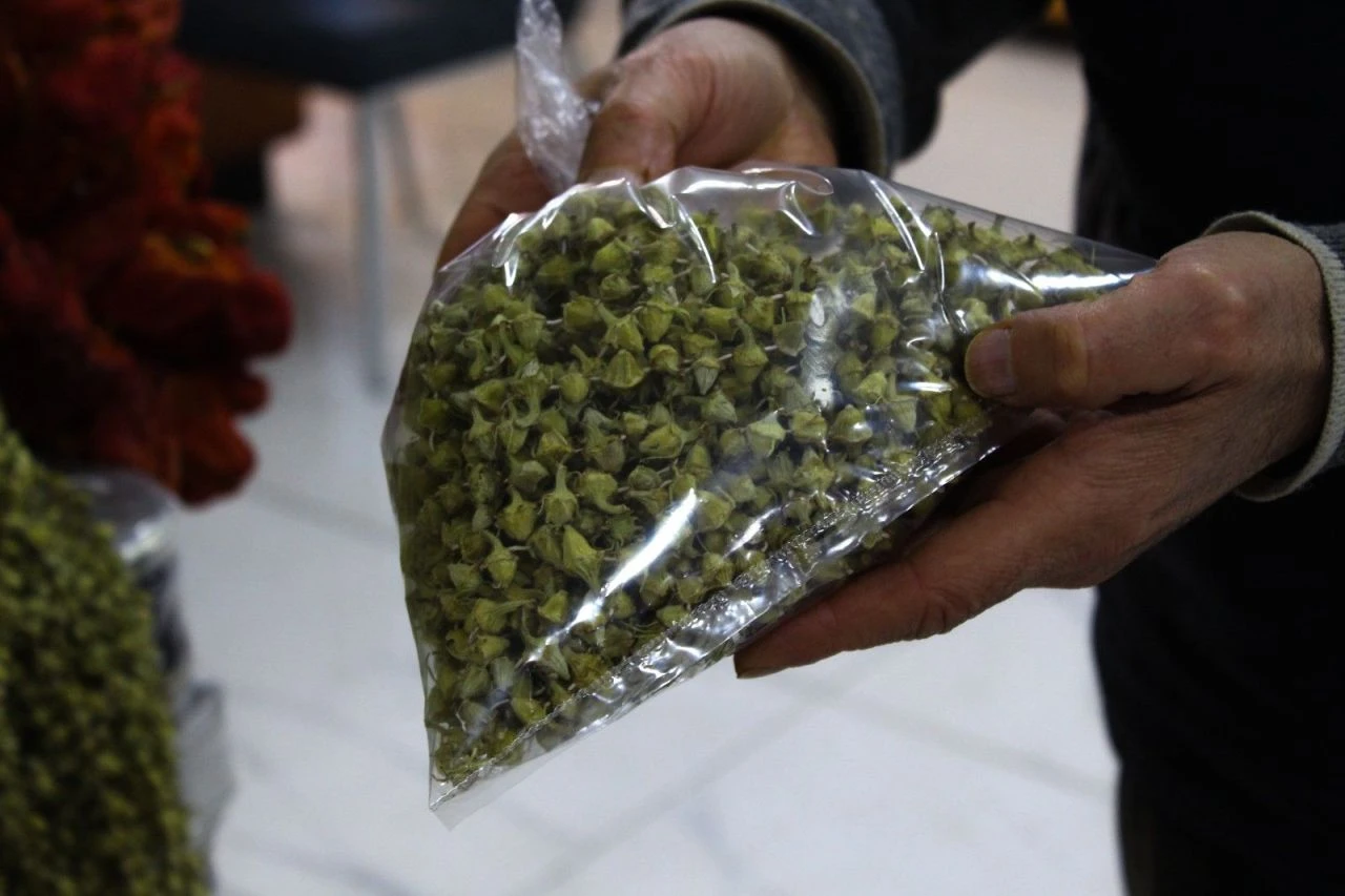 Bir aileyi 100 gramıyla doyurabilir! Bamyanın kilosu 2 bin 500 lirayı buluyor - 2. Resim