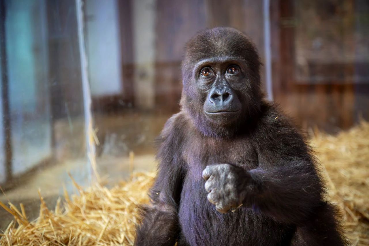 İstanbul'da kaçakçılardan kurtarılan yavru gorilin son durumundan haber var - 2. Resim