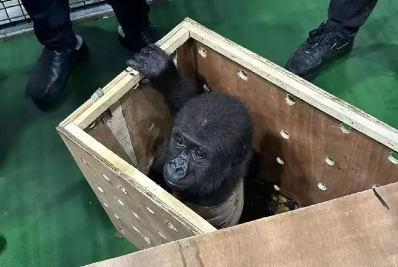 İstanbul'da kaçakçılardan kurtarılan yavru gorilin son durumundan haber var - 1. Resim