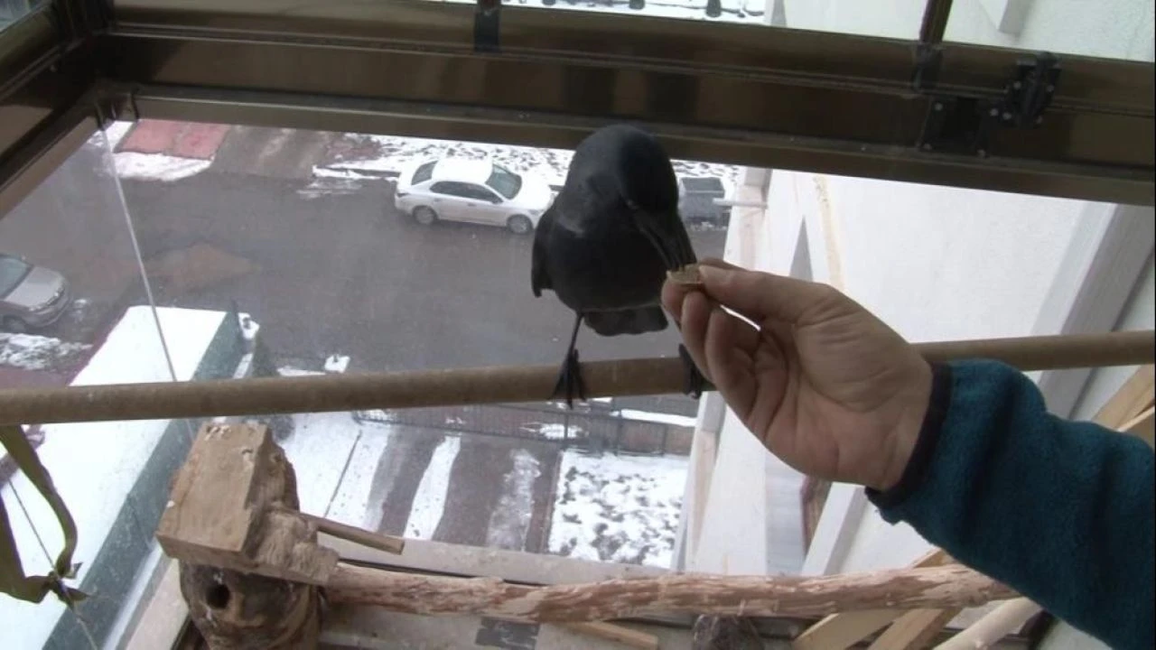 Yavru karga doktoru bırakıp gitmedi: Bu dostluğu görenler şaşırıyor! - 3. Resim