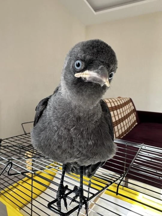 Yavru karga doktoru bırakıp gitmedi: Bu dostluğu görenler şaşırıyor! - 1. Resim