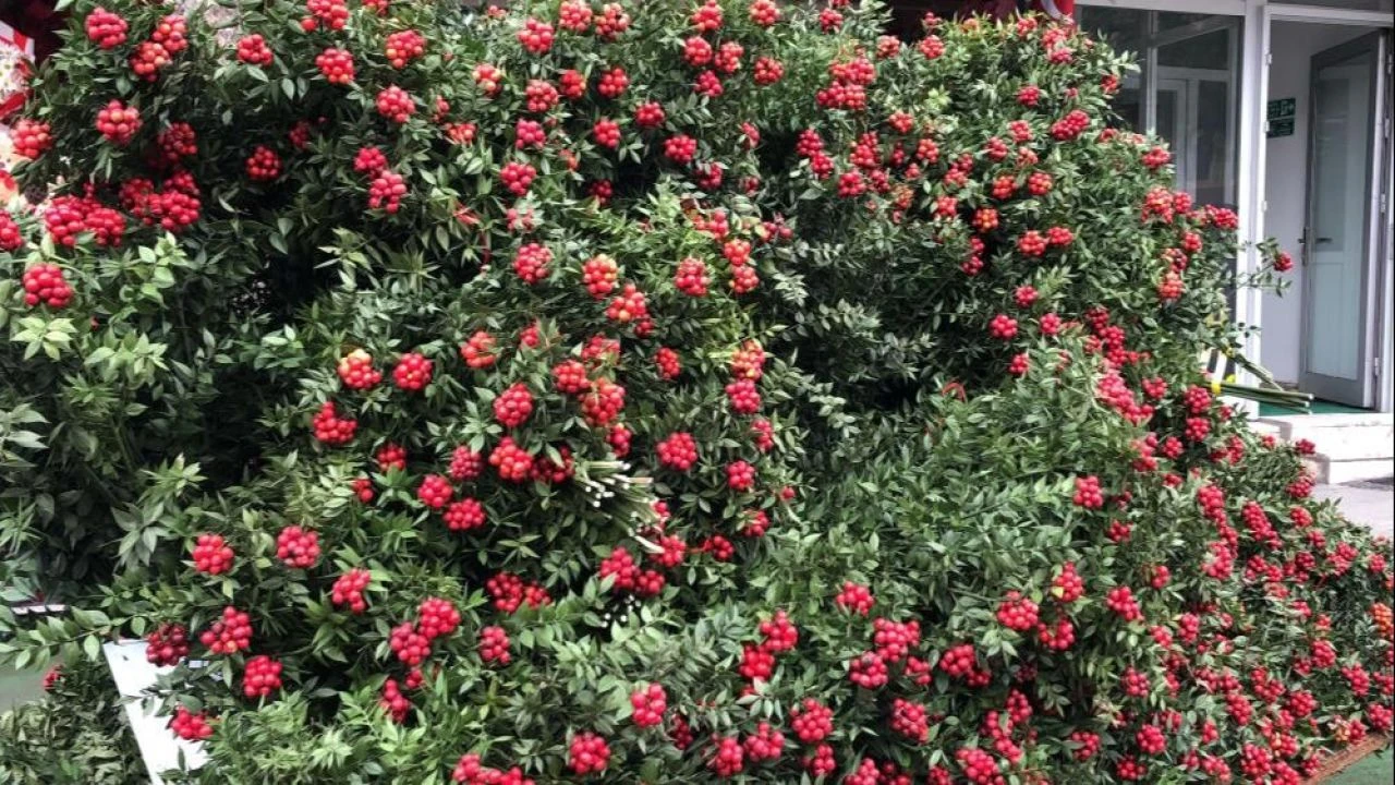 Herkesin alıp merak ettiği kokina çiçeğinin fiyatı belli oldu!