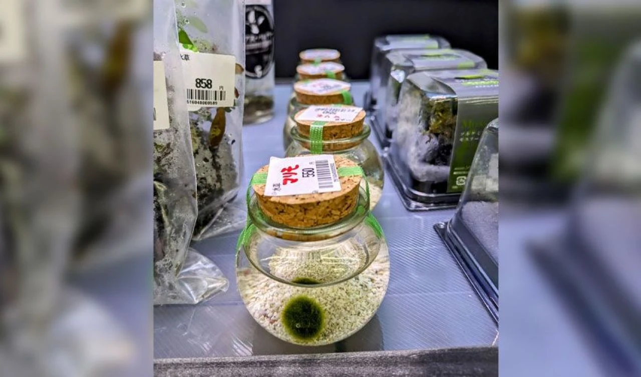 Japonya'dan dünyaya yayılan 'Marimo' çılgınlığı! Sessiz ve zahmetsiz 'ev arkadaşı' - 2. Resim