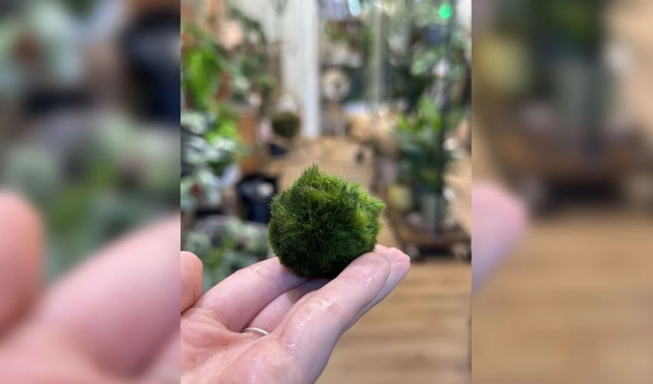 Japonya'dan dünyaya yayılan 'Marimo' çılgınlığı! Sessiz ve zahmetsiz 'ev arkadaşı' - 3. Resim