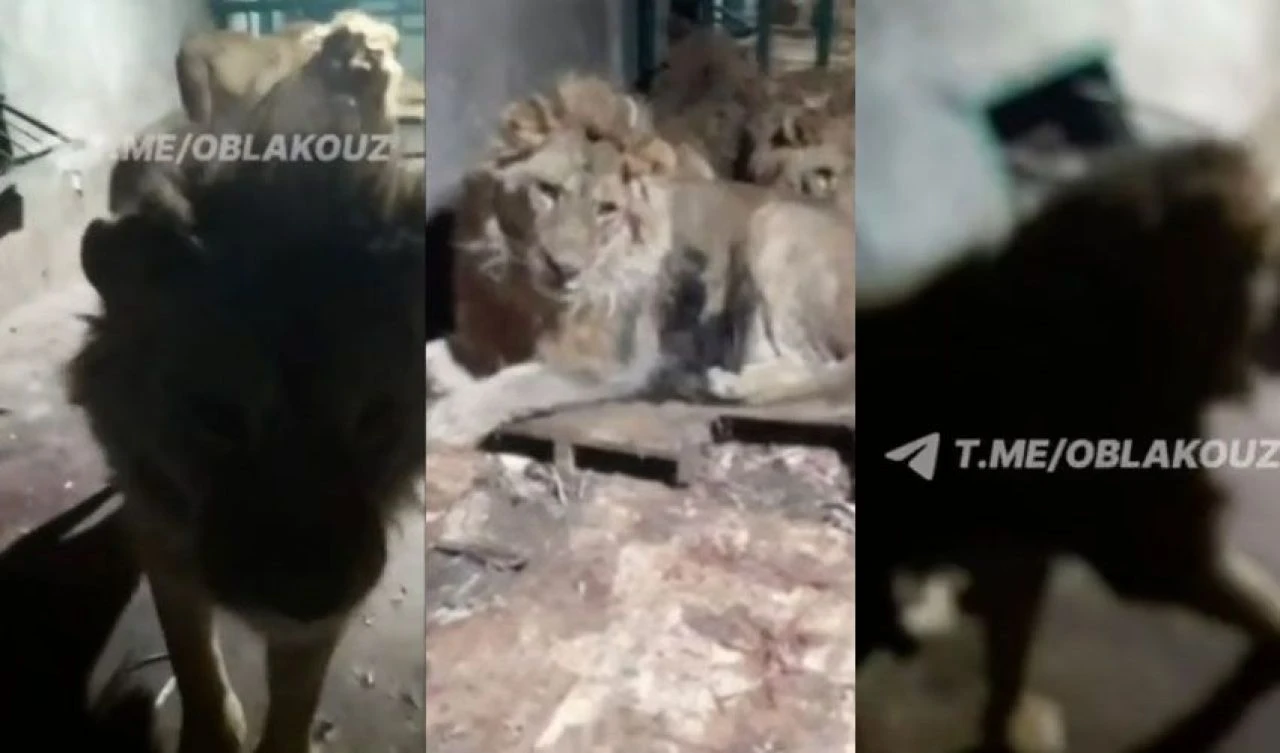 Kız arkadaşına cesaretini kanıtlamanın en yanlış yöntemi! Aslanlara yem oldu, ölümünü kayda aldı