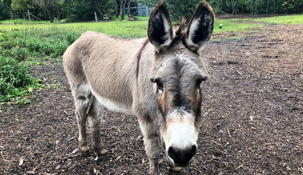 Shrek filmlerinde eşek karakterine ilham olan Perry 30 yaşında yaşama veda etti - 2. Resim