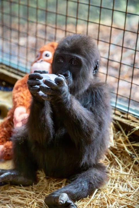 Yavru gorilin adı ne olsun? Bakanlık anket açtı - 1. Resim