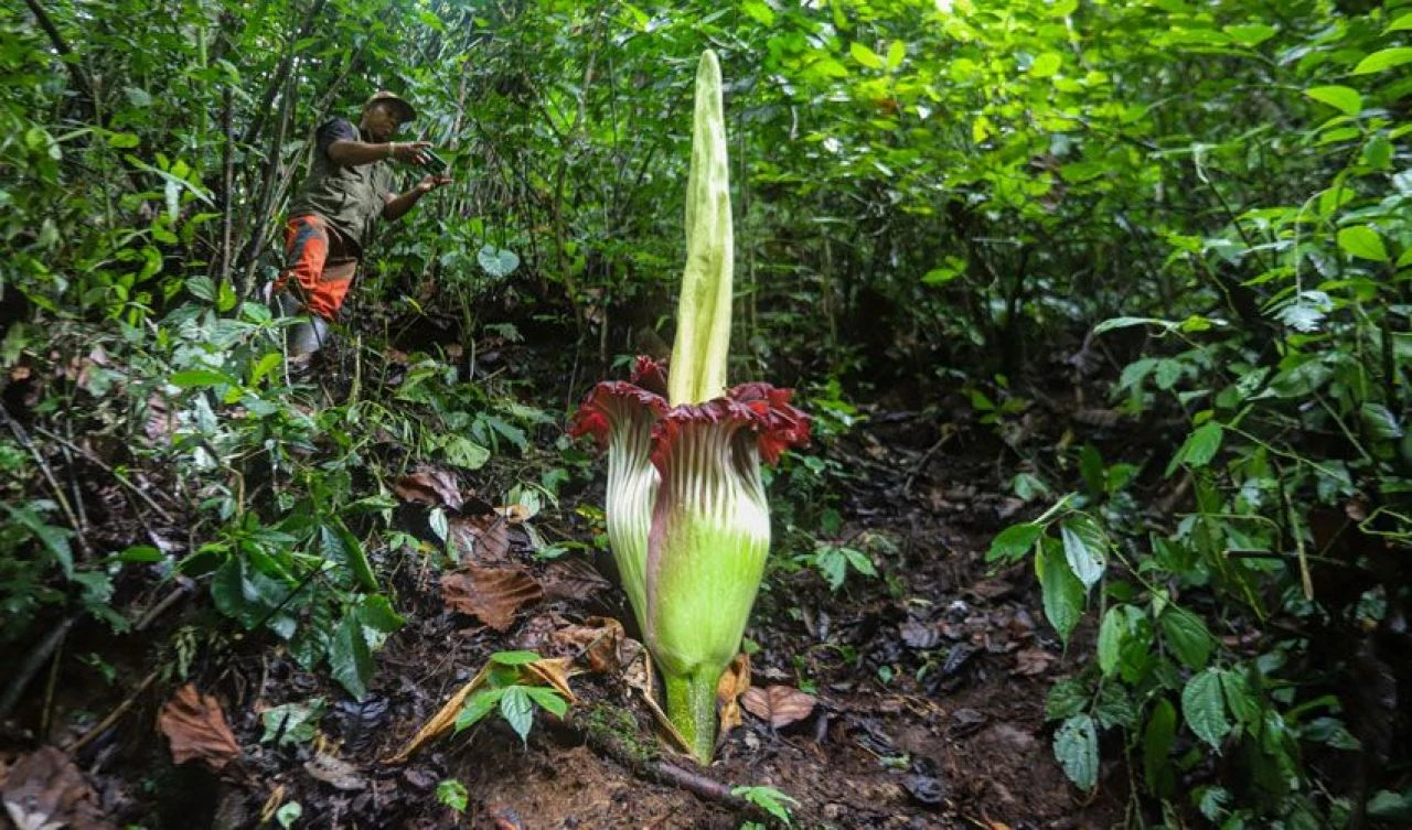 Ceset kokulu dünyanın en büyük çiçeği açtı ve 'iğrenç' kokusuna rağmen büyük ilgi görüyor - 4. Resim