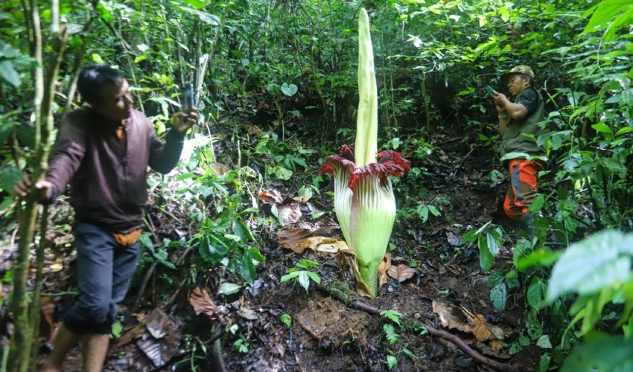 Ceset kokulu dünyanın en büyük çiçeği açtı ve 'iğrenç' kokusuna rağmen büyük ilgi görüyor - 5. Resim