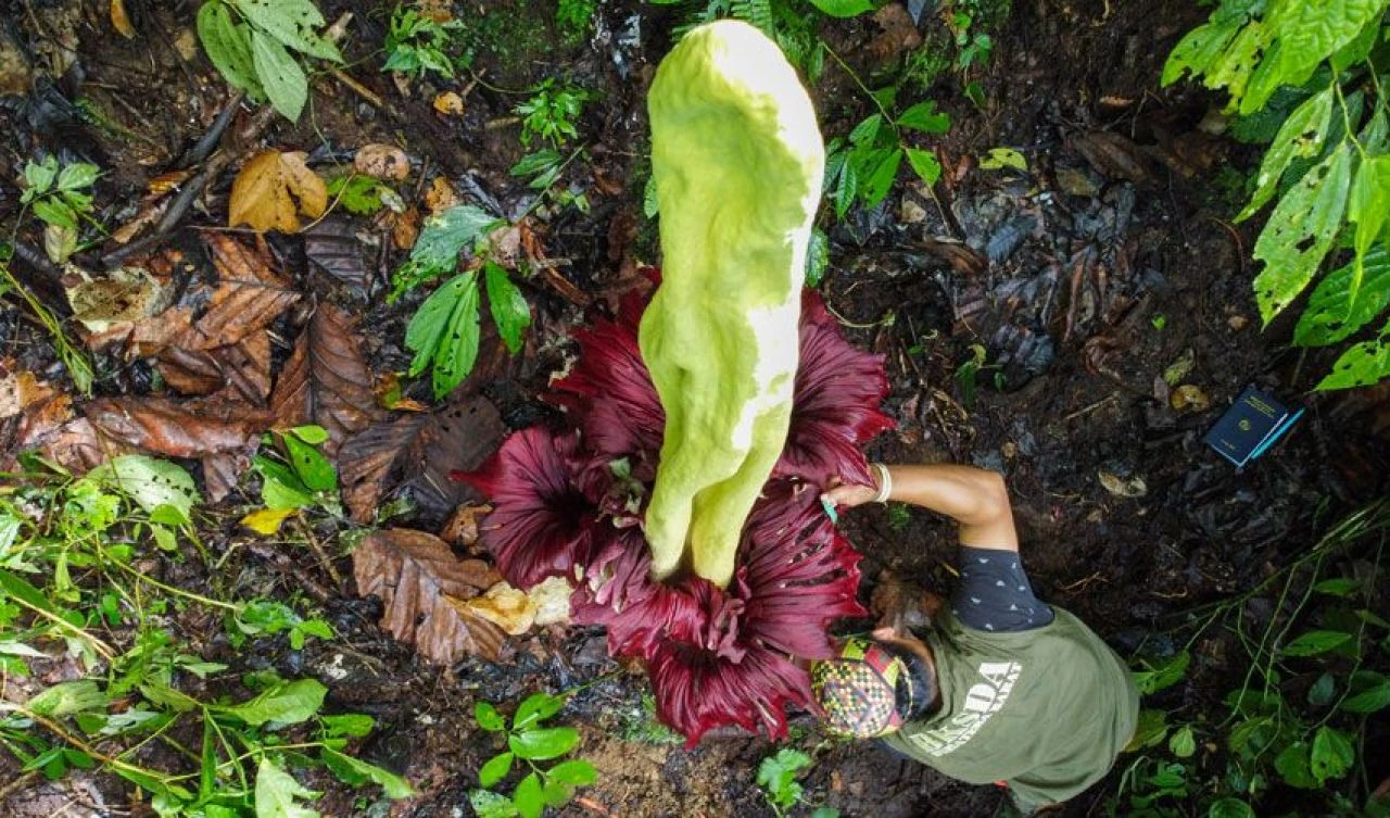Ceset kokulu dünyanın en büyük çiçeği açtı ve 'iğrenç' kokusuna rağmen büyük ilgi görüyor - 3. Resim