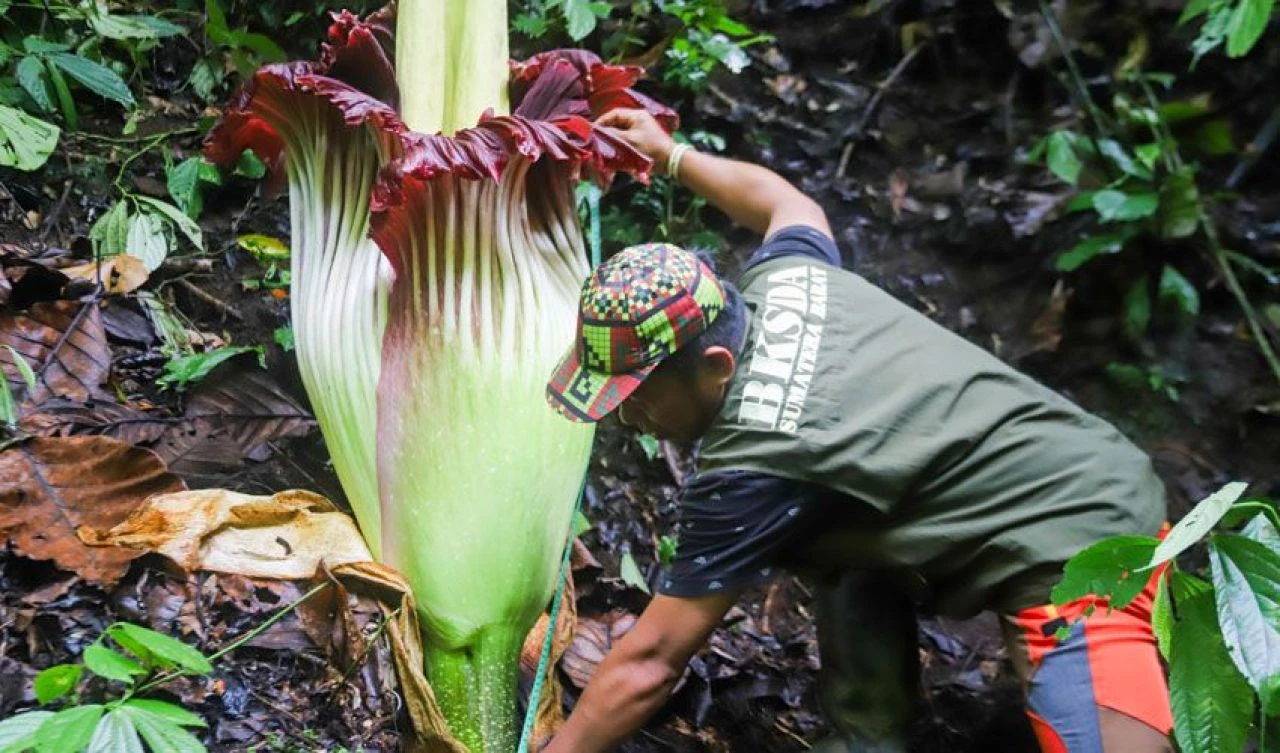 Ceset kokulu dünyanın en büyük çiçeği açtı ve 'iğrenç' kokusuna rağmen büyük ilgi görüyor - 7. Resim
