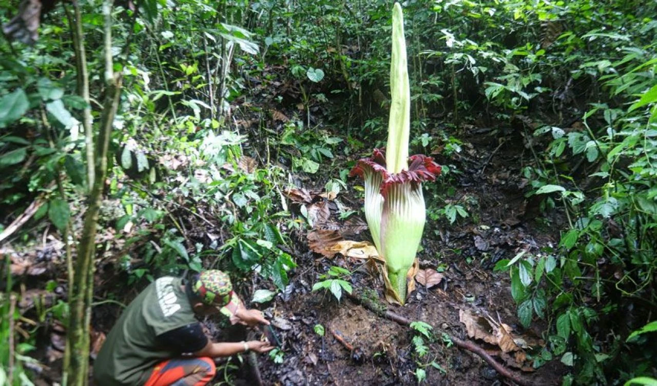 Ceset kokulu dünyanın en büyük çiçeği açtı ve 'iğrenç' kokusuna rağmen büyük ilgi görüyor - 2. Resim