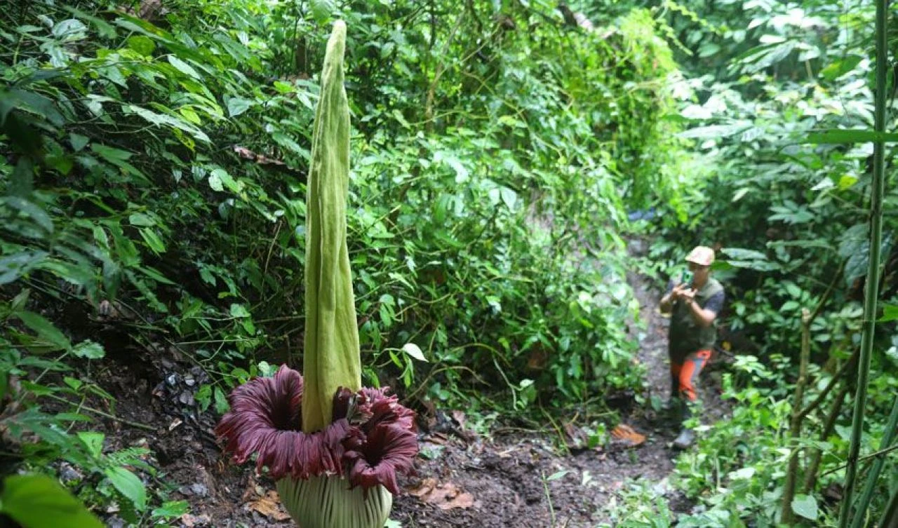 Ceset kokulu dünyanın en büyük çiçeği açtı ve 'iğrenç' kokusuna rağmen büyük ilgi görüyor - 1. Resim