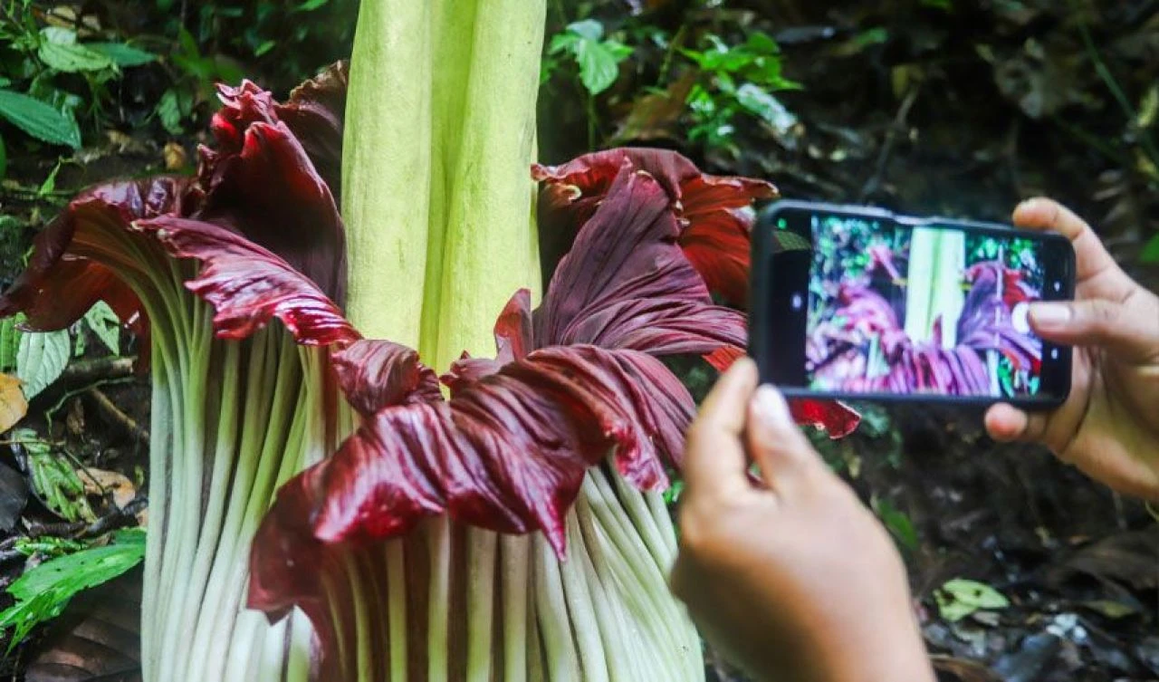 Ceset kokulu dünyanın en büyük çiçeği açtı ve 'iğrenç' kokusuna rağmen büyük ilgi görüyor - 6. Resim