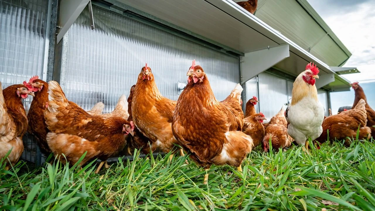 Kuş gribi insana nasıl bulaştı? ABD'de H5N1 virüsünden ilk ölüm - 1. Resim