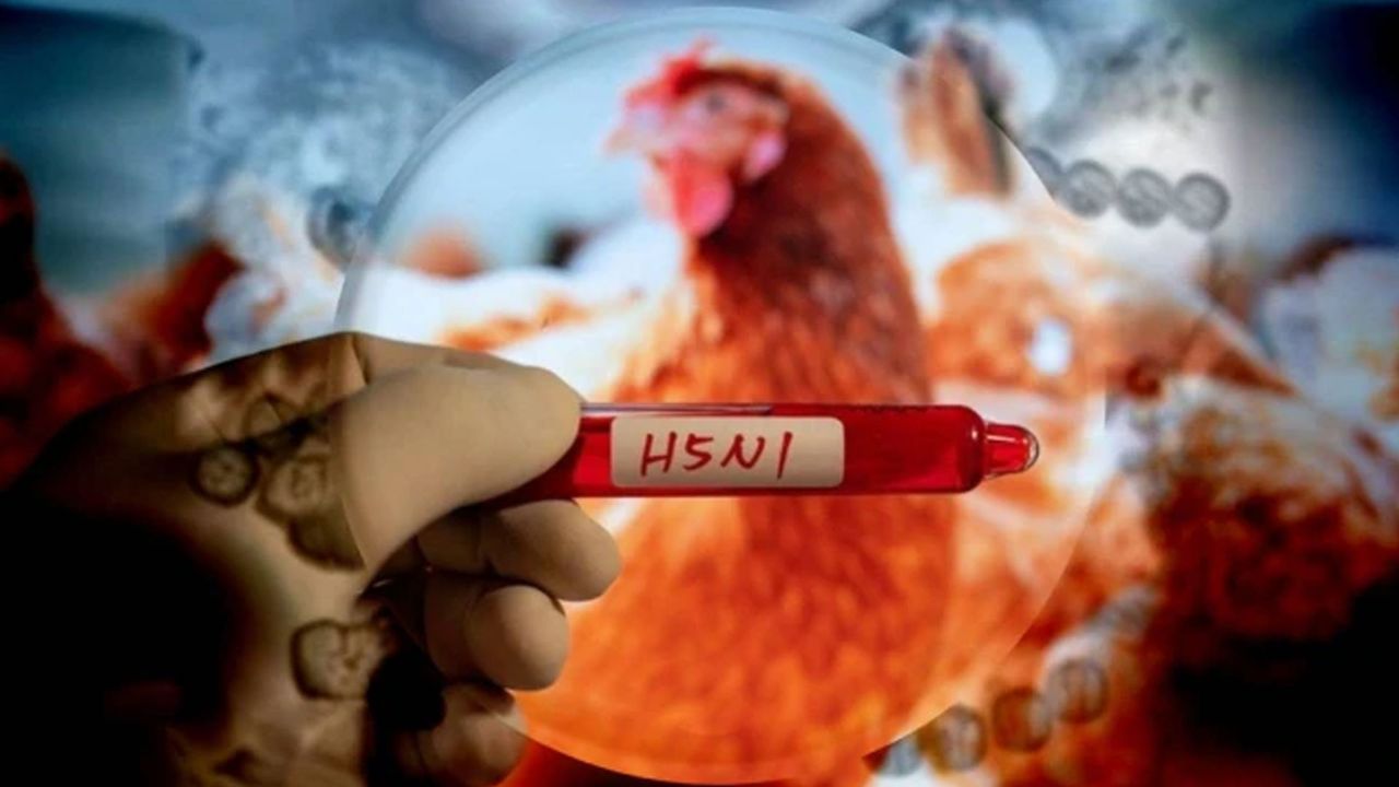 Kuş gribi insana nasıl bulaştı? ABD&#039;de H5N1 virüsünden ilk ölüm