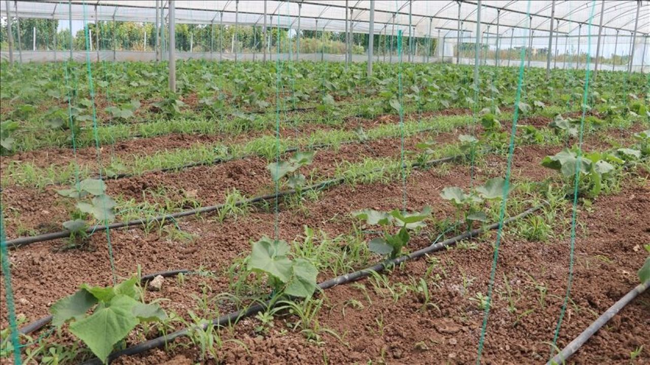 Bakanlık harekete geçti! Çiftçilere tarım sigortasında yeni destek - 2. Resim