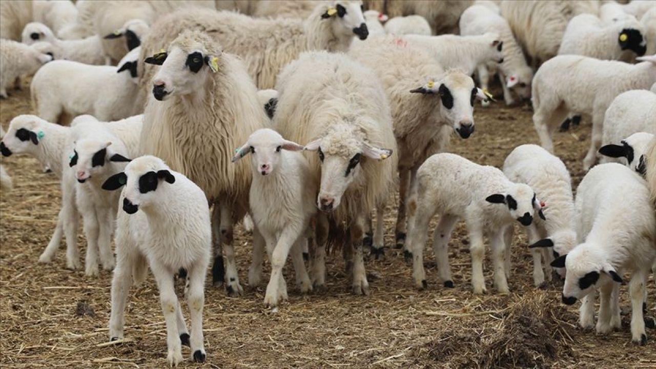 Bakanlık harekete geçti! Çiftçilere tarım sigortasında yeni destek - 4. Resim