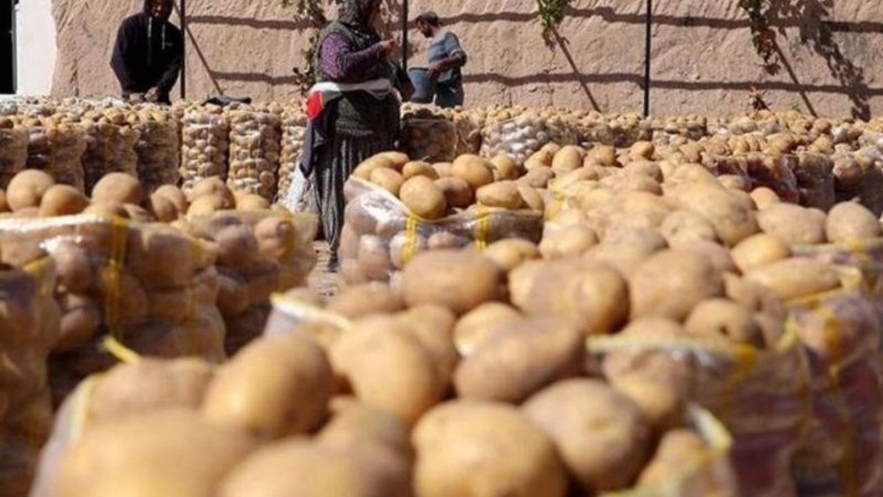 Patates soğana yeni standart! Resmen başladı - 2. Resim